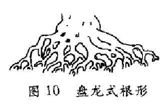 图解 树木盆景造型怎么根形分解