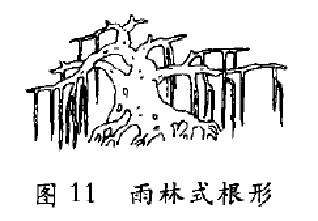 图解 树木盆景造型怎么根形分解