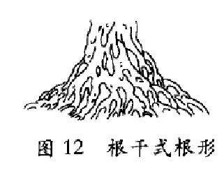 图解 树木盆景造型怎么根形分解