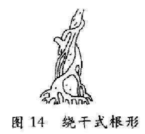 图解 树木盆景造型怎么根形分解