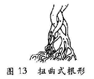 图解 树木盆景造型怎么根形分解