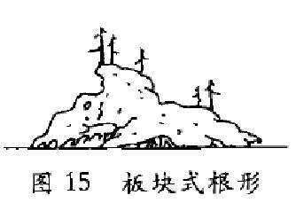 图解 树木盆景造型怎么根形分解