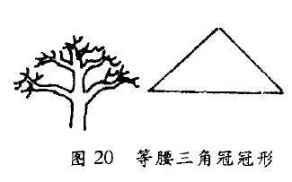 等腰三角冠盆景