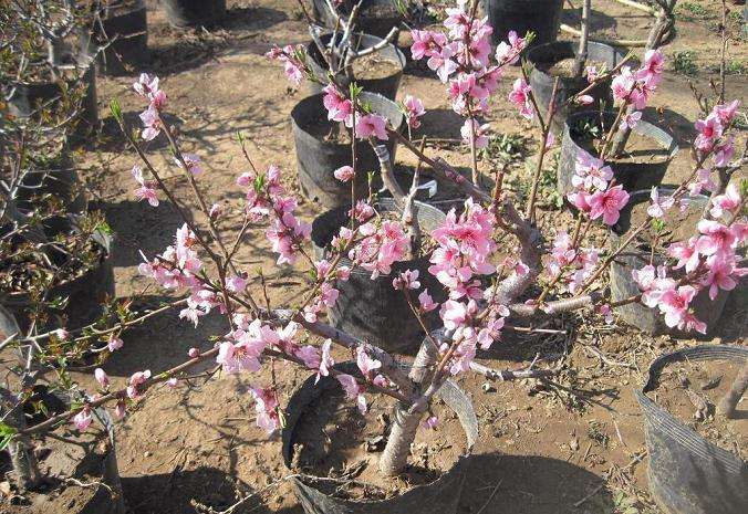 桃树盆景怎么花果管理的4个方法