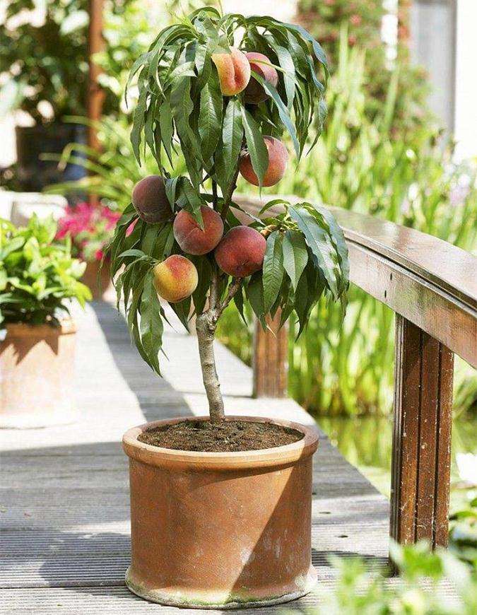 桃树盆景怎么造型的3个方法