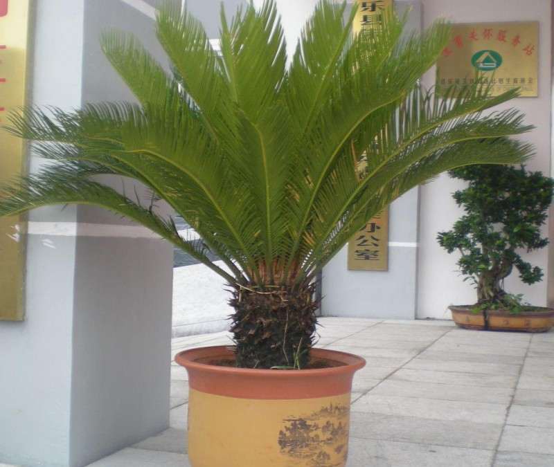 盆景怎么造景的4个方式