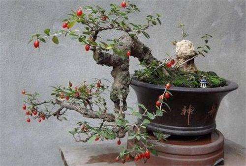 盆景怎么管理质量的7个标准