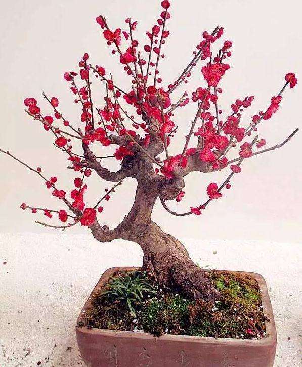 梅花盆景怎么摘心的3个方法