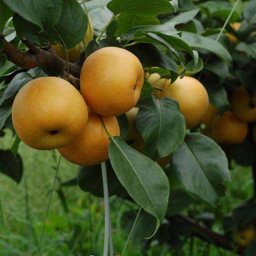 盆景果树结果的7个生长特点