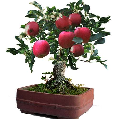 苹果盆景怎么修剪造型的方法