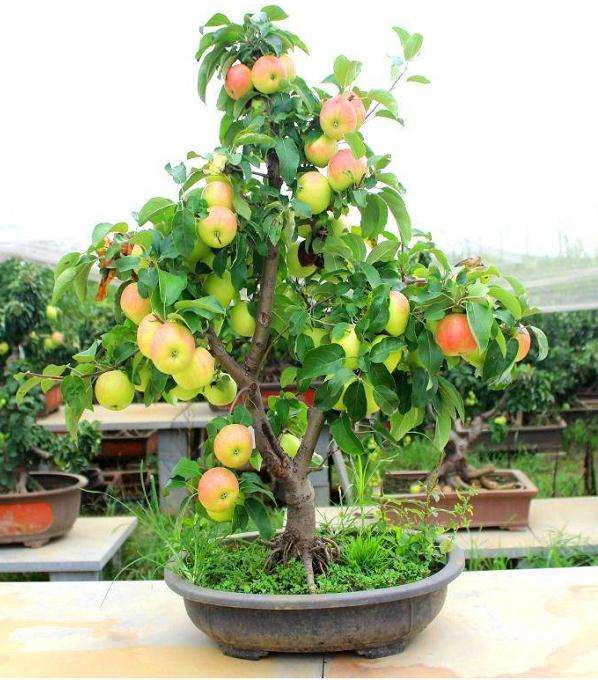 苹果盆景怎么浇水施肥的2和方法