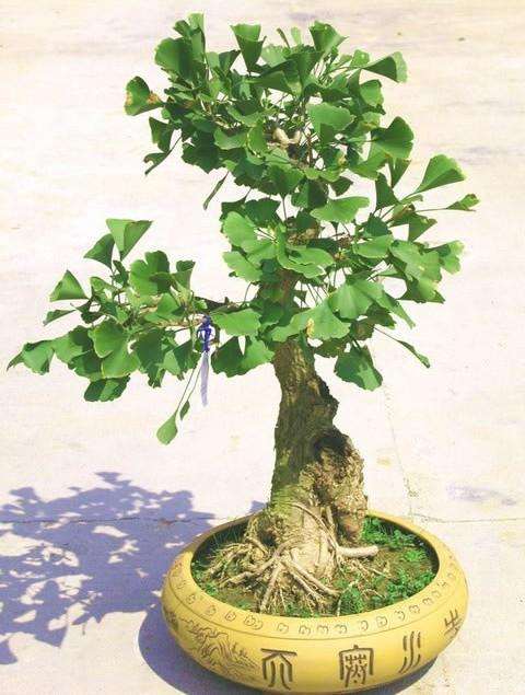 银杏盆景怎么仿古促老的3个方法