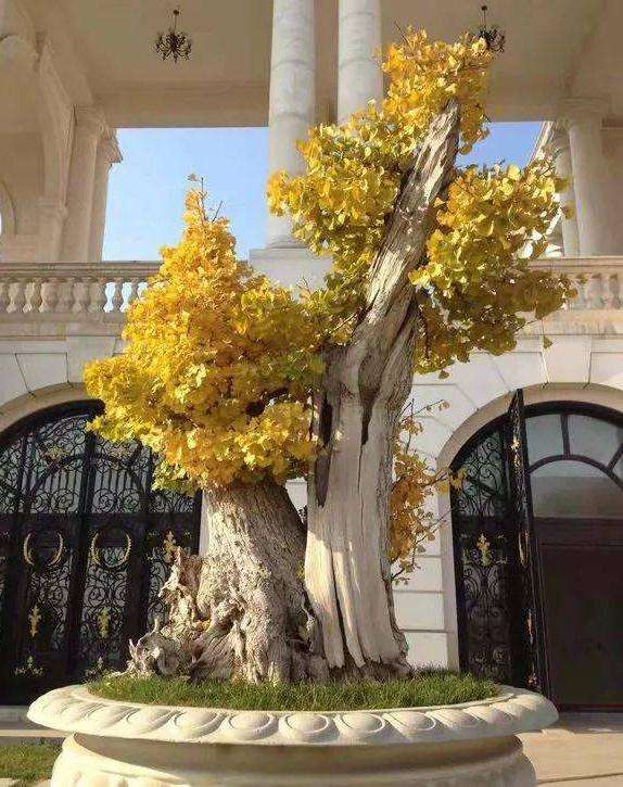 银杏盆景怎么上盆造型的2个方法