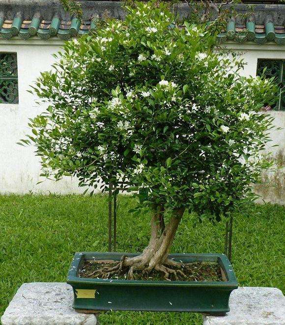 九里香盆景怎么施肥的6个方法