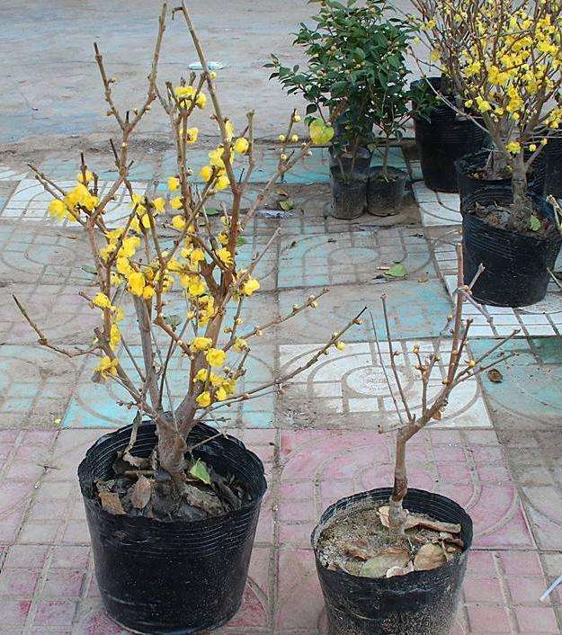 蜡梅盆景怎么合理施肥的2个方法