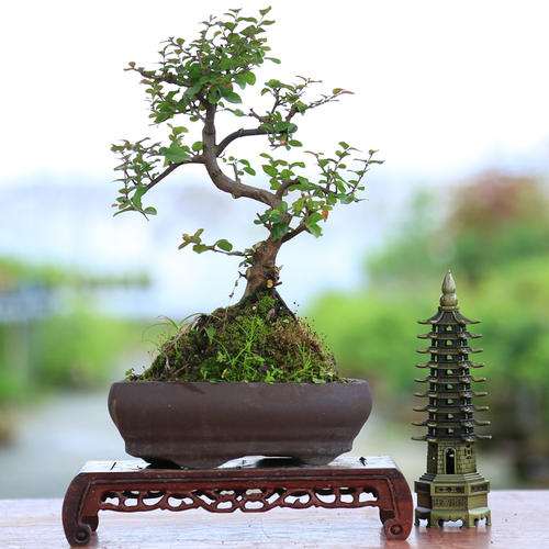 雀梅老桩盆景怎么浇水施肥的方法