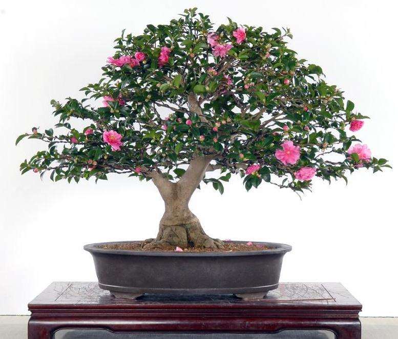 茶花盆景怎么嫁接的3个方法