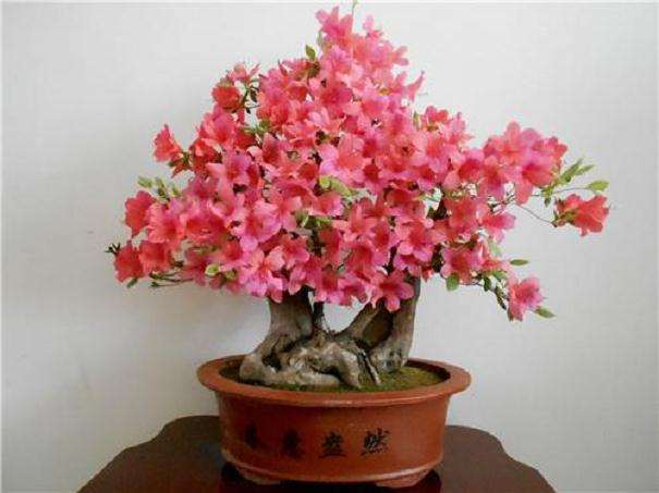 映山红盆景怎么养护的9个要点