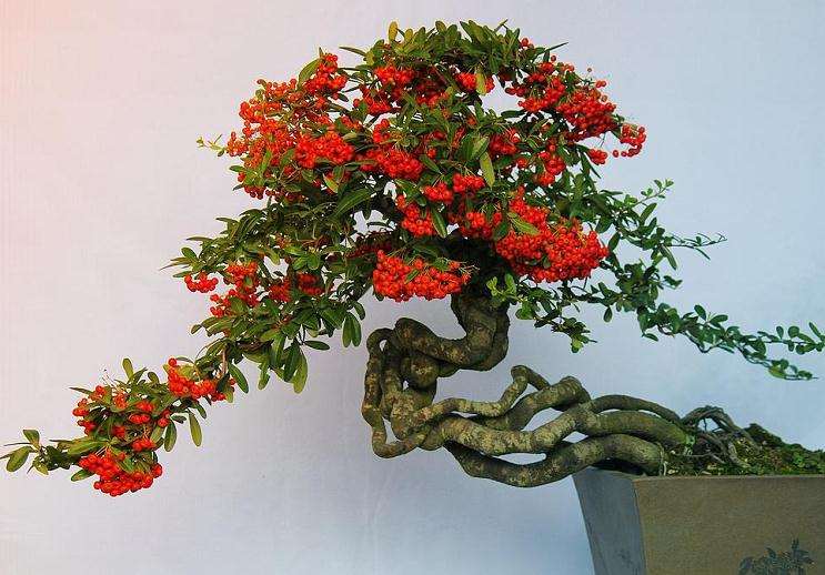 盆景怎么巧于布局 小中见大的方法