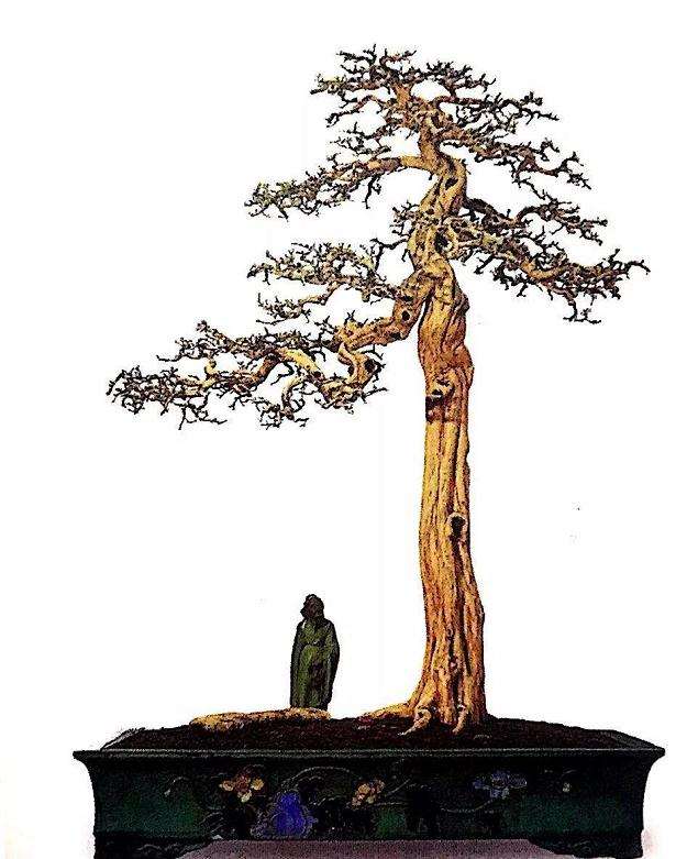 盆景枝托的大小比例和起托的位置