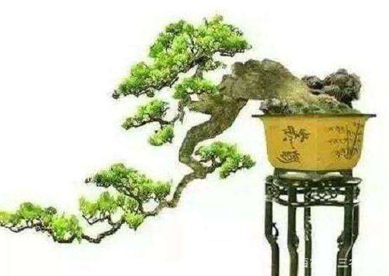 盆景枝托3个表现的神韵