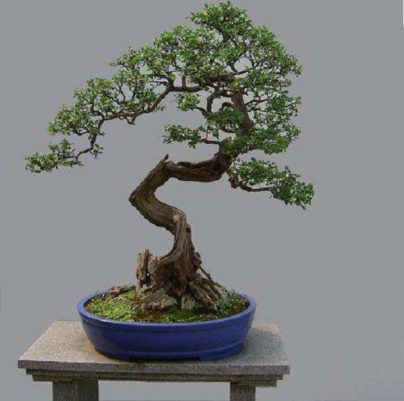 为什么雀梅盆景最好2-3年就翻盆1次