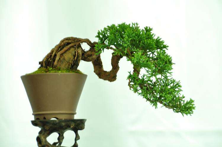 盆景来源及养好微型盆景关键因数