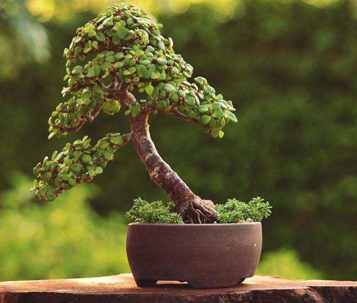 家庭微型盆景置场环境的分析