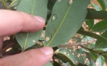 盆栽的虫害有哪4大类