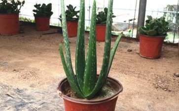 盆栽芦荟怎么浇水施肥的2个方法