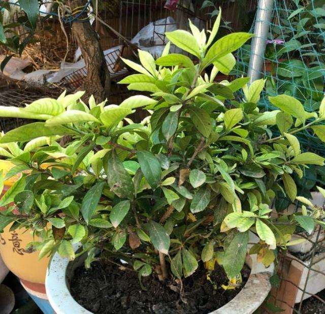 盆栽病虫害怎么防治的方法