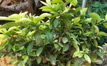 盆栽病虫害怎么防治的方法