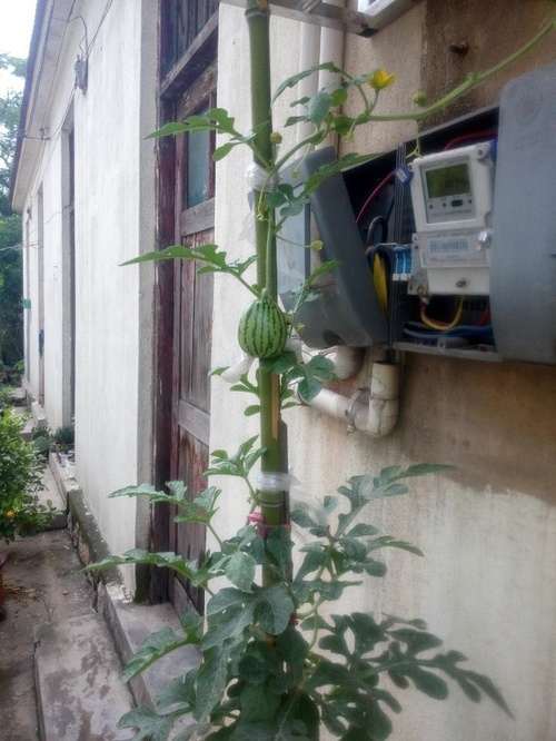 开贴记录盆栽西瓜的成长经历 图片