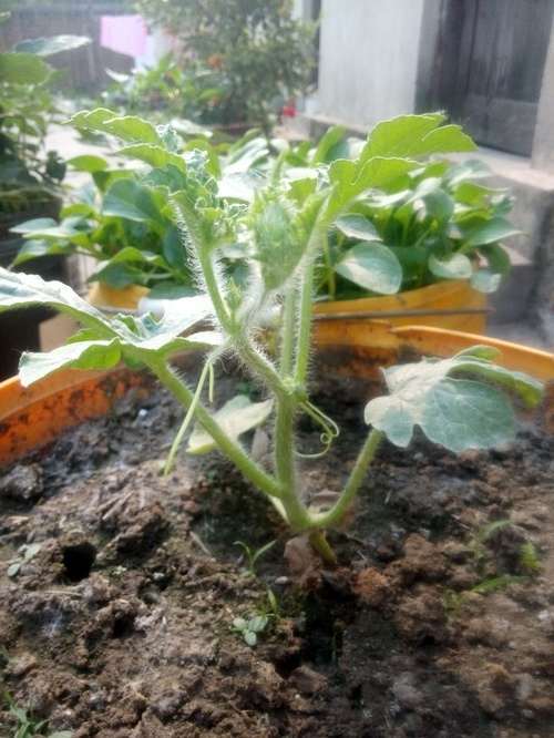 开贴记录盆栽西瓜的成长经历 图片