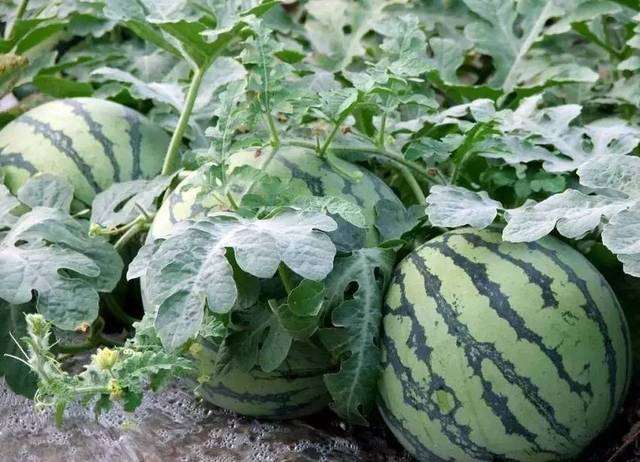 西瓜盆栽病虫害怎么防治的方法