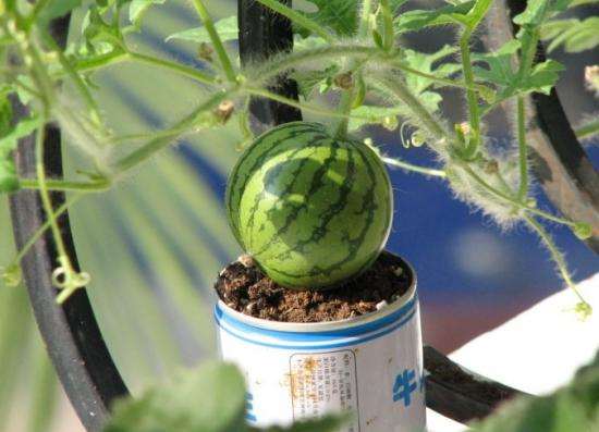西瓜盆栽怎么管理的3个方法