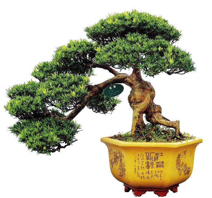 罗汉松盆景怎么修剪养护的7个方法