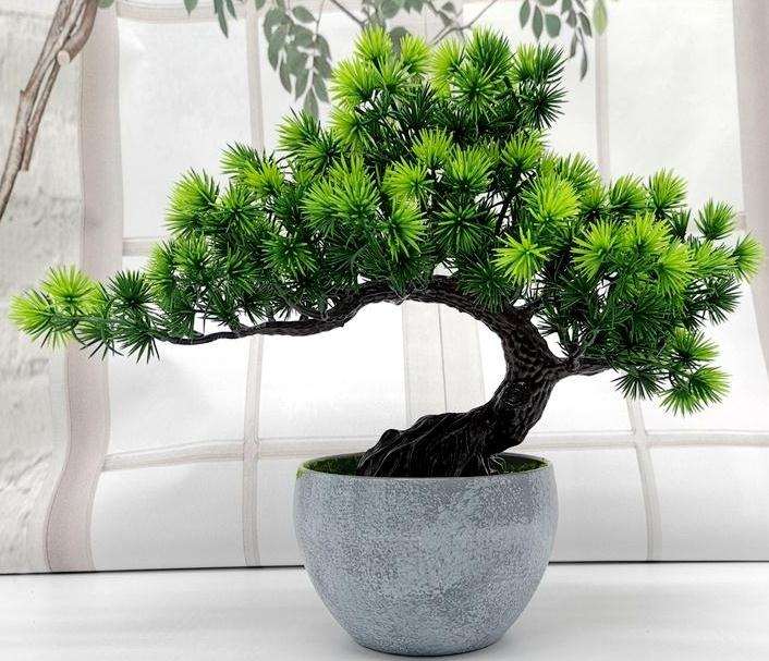 罗汉松盆景怎么修剪养护的7个方法