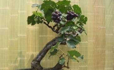 盆栽葡萄怎么整形修剪的2个方法