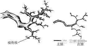 图解 盆景枝片怎么造型的方法