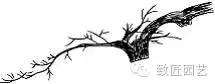图解 盆景枝片怎么造型的方法