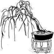 图解 盆景枝片怎么造型的方法