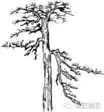 图解 盆景枝片怎么造型的方法