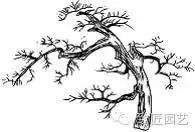图解 盆景枝片怎么造型的方法