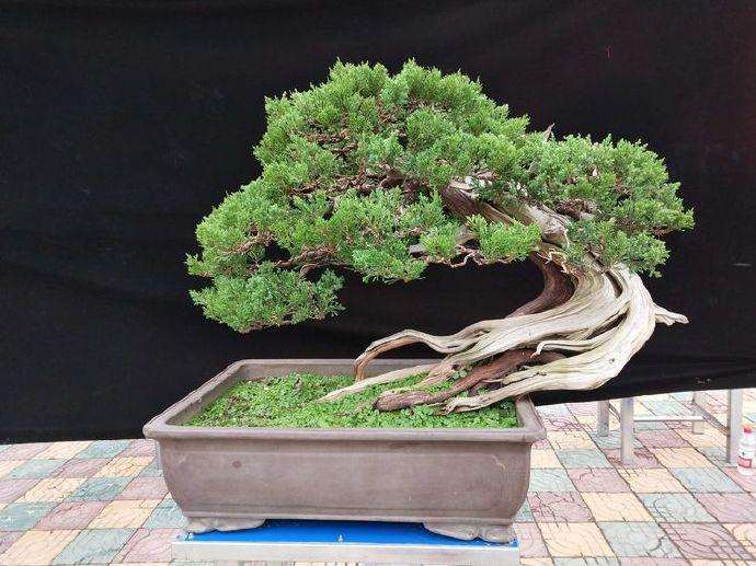 盆景制作的透视法和远近法是什么