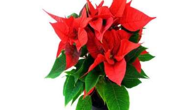 怎么防治一品红盆栽苞片脱落的3个方法