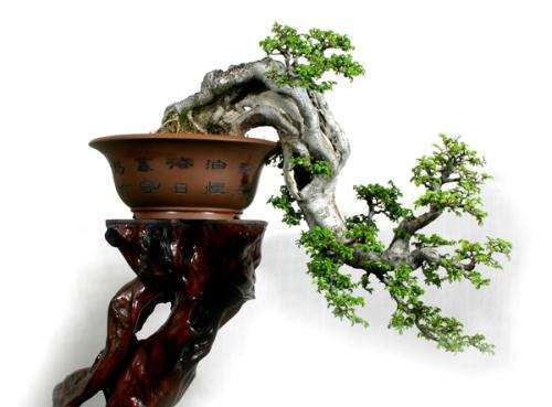 树桩盆景怎么翻盆换土的4个方法