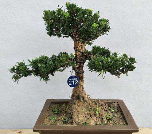 桩景盆景怎么光照防寒的3个方法