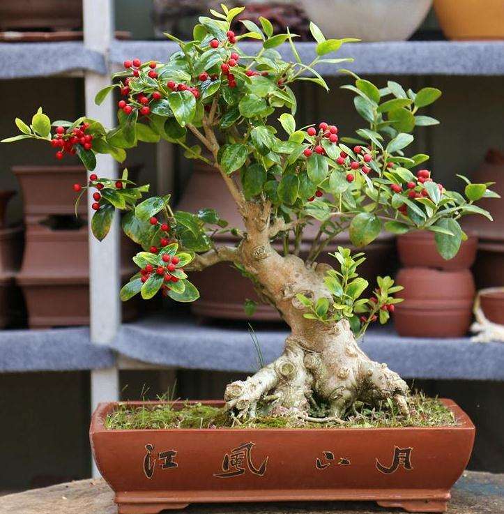 桩景盆景怎么修剪摘心的6个方法