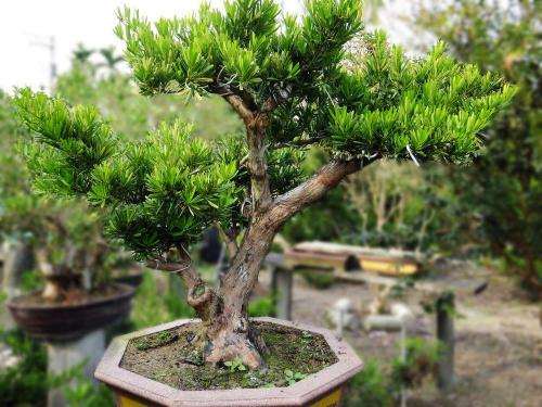 盆景怎么培植的6个方法